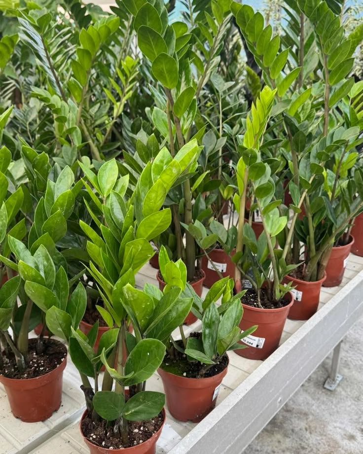 ZZ Plant: Zamioculcas Zamiifolia, Roots, Growth, and Indoor Characteristics