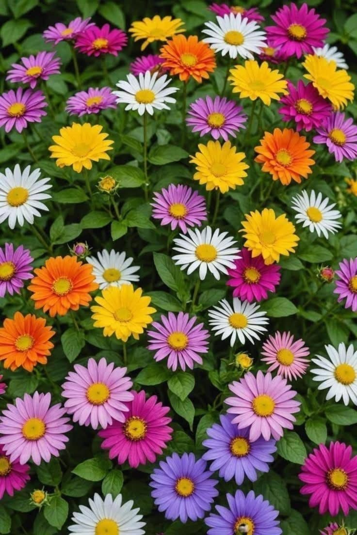 Daisy Flowers: Types, Varieties, Colors, and Flowering Daisy Plants