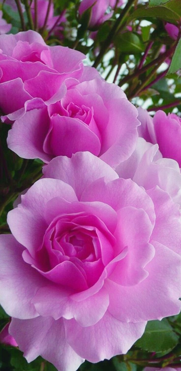 Rose With Flowers: Pink Roses, Varieties, Colors, and Blooming Beauty