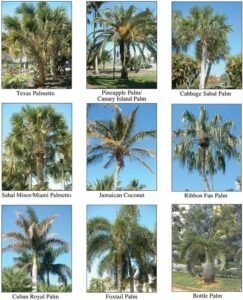 Explore different types of palm trees, including Florida palm trees, native species, tropical varieties, cold-hardy palms, and popular palm tree names