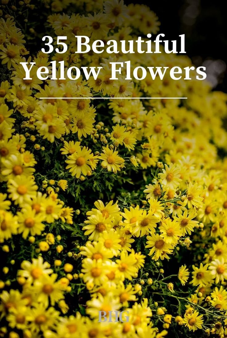Yellow Flowers: Names, Pictures, Colors, and Popular Garden Varieties