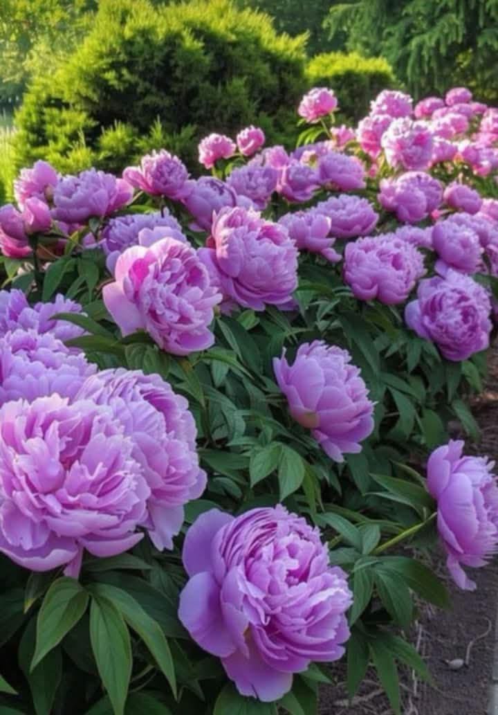 Types of Peonies: Popular Peony Varieties and Flower Forms