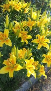 Yellow Lilies: Types, Flowers, Plants and Their Botanical Characteristics