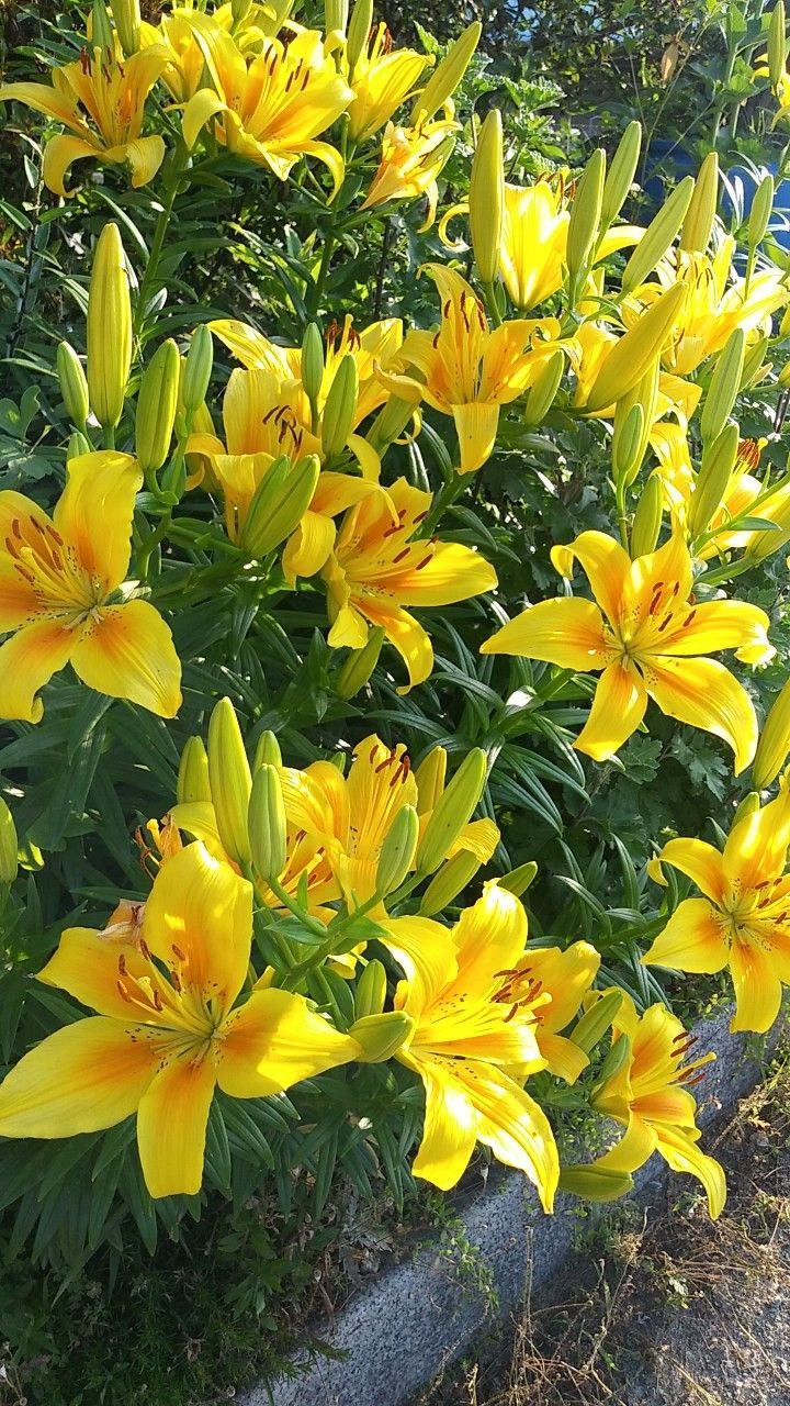 Yellow Lilies: Types, Flowers, Plants and Their Botanical Characteristics