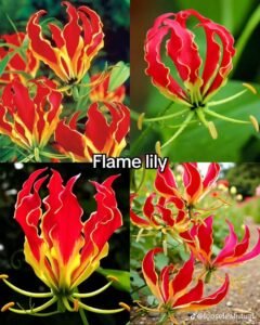 Red and orange flowers cover an impressive range of species, colours, shapes, and growing habits. Familiar orange flower name