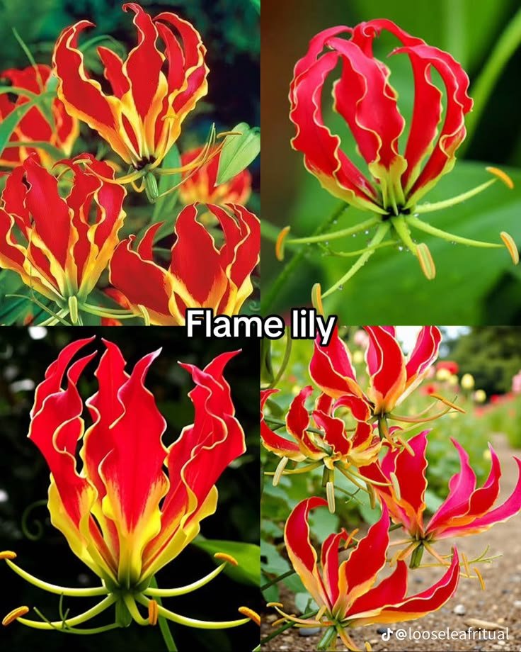 Red and orange flowers cover an impressive range of species, colours, shapes, and growing habits. Familiar orange flower name