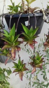 Basket Plant Callisia fragrans: Characteristics, Care, Growth, and Uses