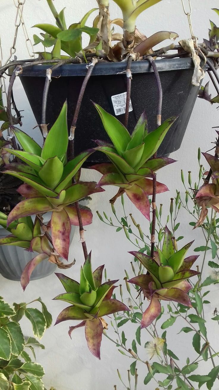 Basket Plant Callisia fragrans: Characteristics, Care, Growth, and Uses
