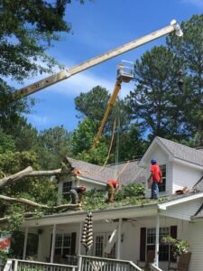 Tree Removal Cost: Tree Felling Prices, Services and Key Factors