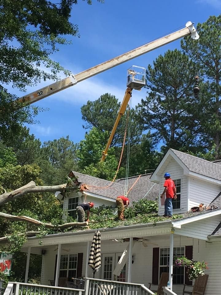 Tree Removal Cost: Tree Felling Prices, Services and Key Factors