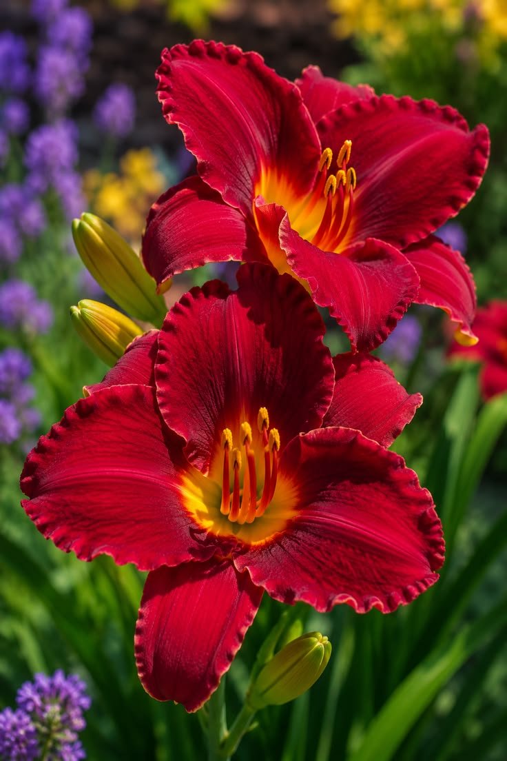 Daylily: Hemerocallis Flowers, Plants and Perennial Life