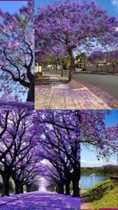 Purple Flowering Trees: Species, Blossoms, and Seasonal Beauty