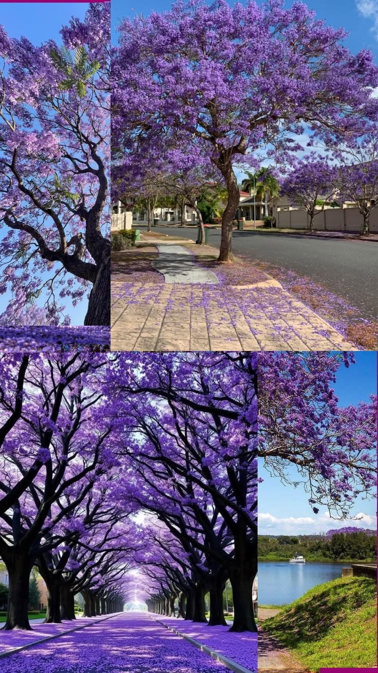 Purple Flowering Trees: Species, Blossoms, and Seasonal Beauty