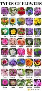 Types of Flowers: Names, Varieties, Species, and Pictures