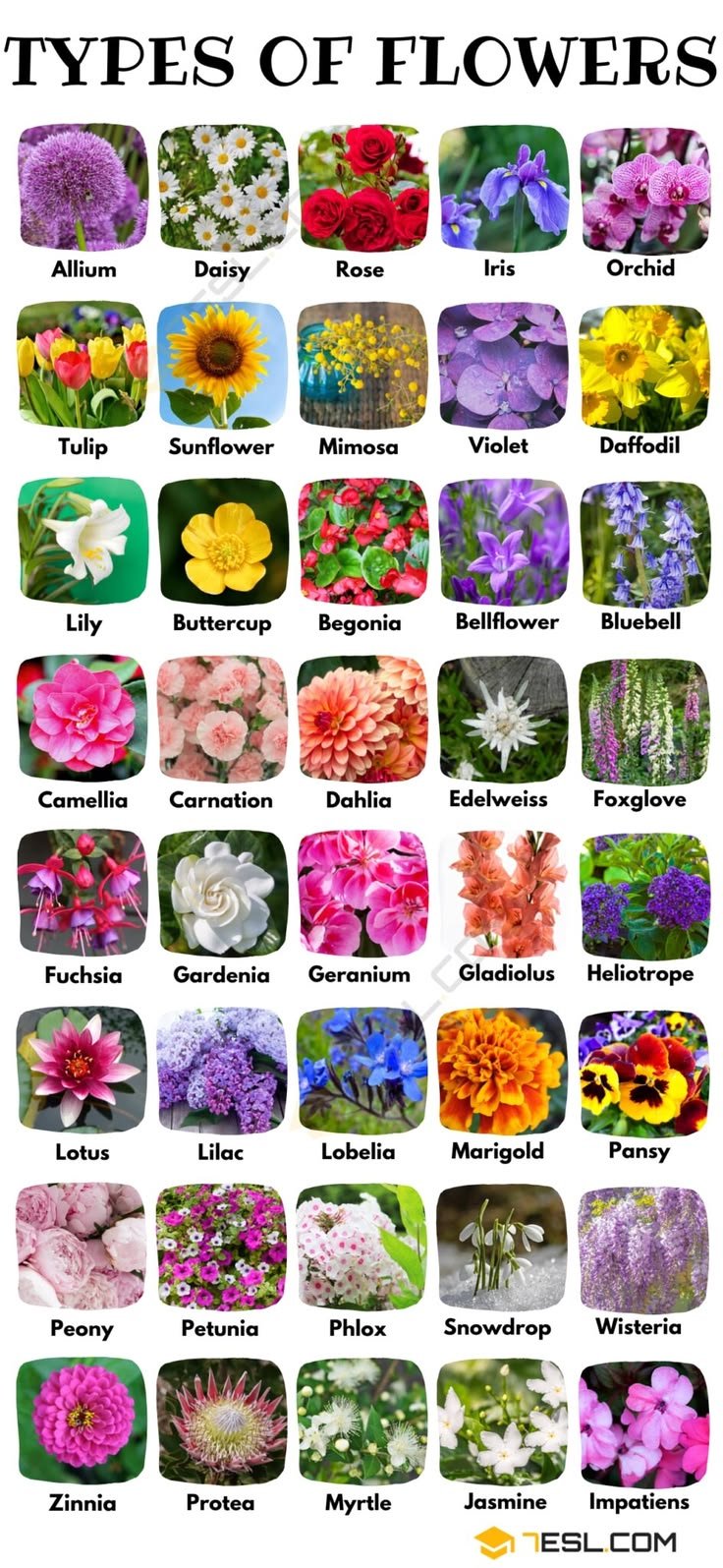 Types of Flowers: Names, Varieties, Species, and Pictures