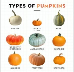 Types of Pumpkins: Popular Varieties, Colors, Shapes, and Uses