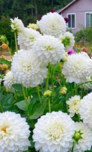 white flowers, white flower names, names of white flowers, small white flowers, small white flowers names, list of white flowers, white flower identification, white flowers types, white flowers names, white flowers list, white flowers names and pictures, white flower plant identification, white flowering plants, white garden flowers, fragrant white flowers, white wildflowers, white perennial flowers, white annual flowers, white flowering shrubs, white flowering trees, white bulbs, white roses, white flowers, white flower names, names of white flowers, small white flowers, small white flowers names, list of white flowers, white flower identification, white flowers types, white flowers names, white flowers list, white flowers names and pictures, white flower plant identification, white flowering plants, white garden flowers, fragrant white flowers, white wildflowers, white perennial flowers, white annual flowers, white flowering shrubs, white flowering trees, white bulbs, white roses, white lilies