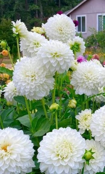 white flowers, white flower names, names of white flowers, small white flowers, small white flowers names, list of white flowers, white flower identification, white flowers types, white flowers names, white flowers list, white flowers names and pictures, white flower plant identification, white flowering plants, white garden flowers, fragrant white flowers, white wildflowers, white perennial flowers, white annual flowers, white flowering shrubs, white flowering trees, white bulbs, white roses, white flowers, white flower names, names of white flowers, small white flowers, small white flowers names, list of white flowers, white flower identification, white flowers types, white flowers names, white flowers list, white flowers names and pictures, white flower plant identification, white flowering plants, white garden flowers, fragrant white flowers, white wildflowers, white perennial flowers, white annual flowers, white flowering shrubs, white flowering trees, white bulbs, white roses, white lilies