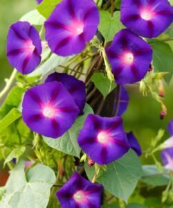 purple vining plant