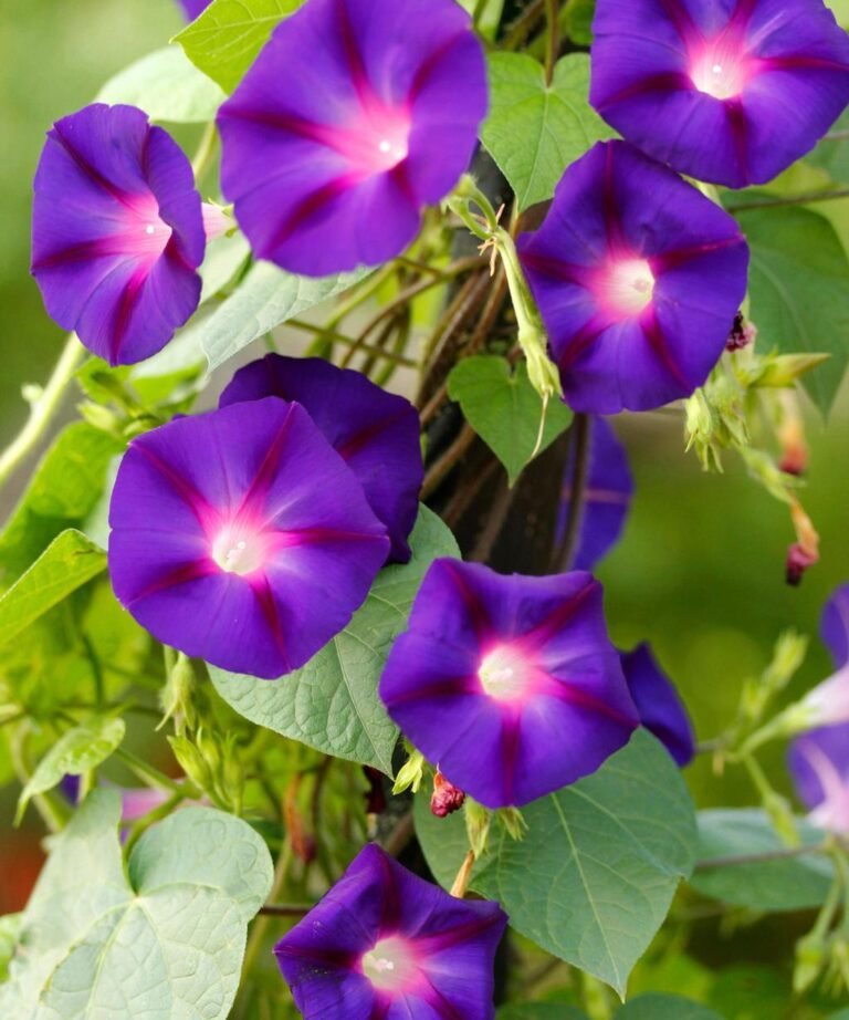 purple vining plant
