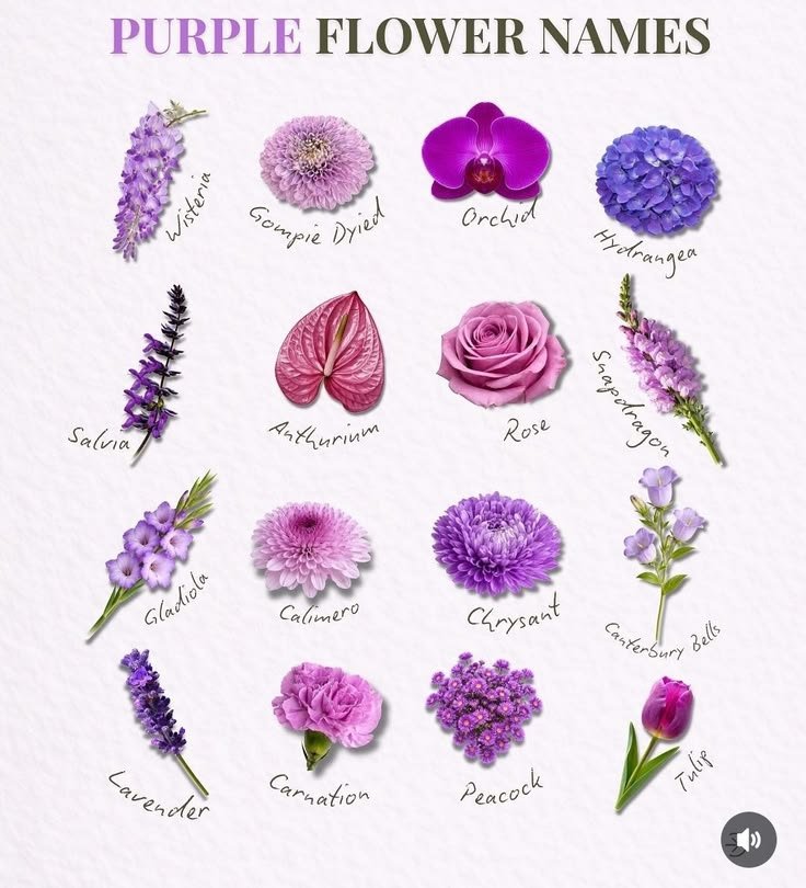 purple flowers purple flowers names and pictures