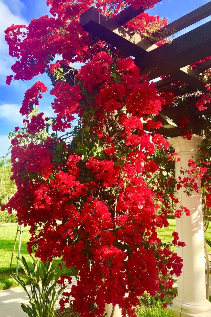 vine with red flowers, red flower vines, climbing vine with red flowers, red flower climbing vine, red vine plant, red vining plants, red vine flowers, red flowered vine, red flowering vine, red flower vine, red climbing plants, flowering climbing vines, red flowering climbers, climbing plants with red flowers, red trumpet vine, climbing red roses, red clematis, coral honeysuckle, Chilean glory flower, red mandevilla, cardinal climber, scarlet runner bean