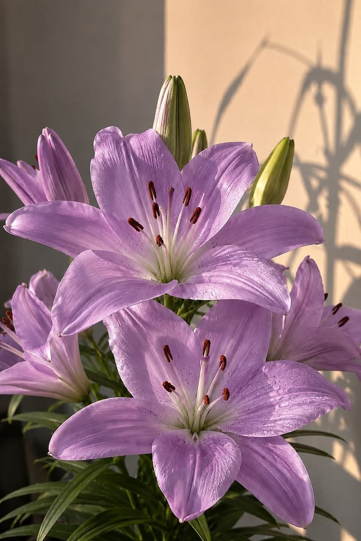 Purple Lily Flower: Varieties, Colours, Meaning, and Garden Appeal