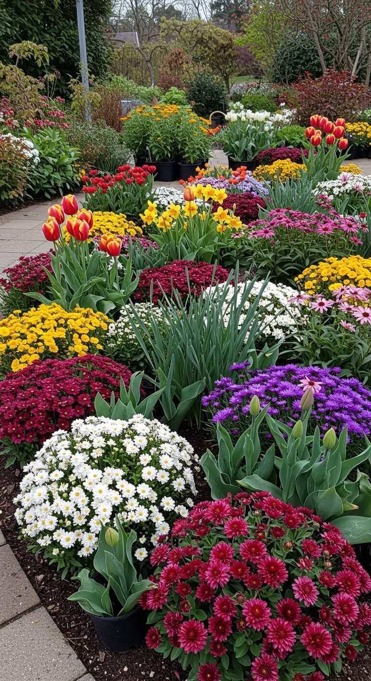are asters annuals or perennials