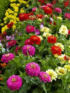 Zinnia Varieties: Flower Types, Colours, and Garden Characteristics