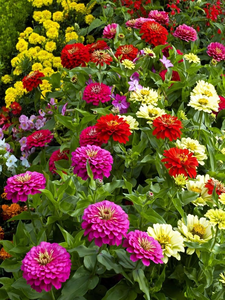 Zinnia Varieties: Flower Types, Colours, and Garden Characteristics