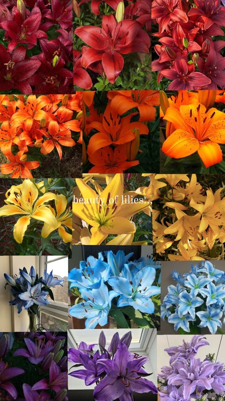 Lily Varieties: Different Types, Flower Shapes, Colours, and Species