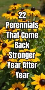 Perennial Flowers: Popular Perennials, Names, Pictures and Seasonal Garden Interest