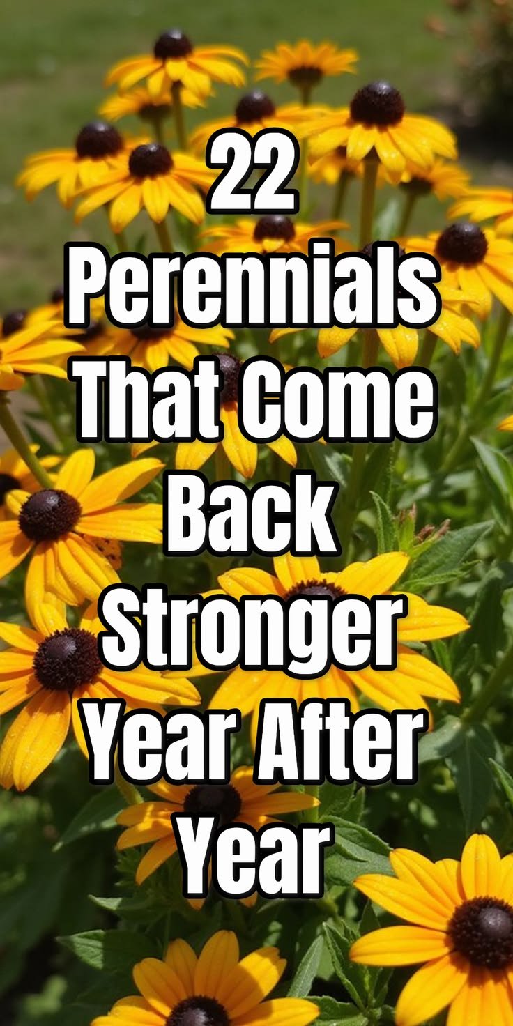 Perennial Flowers: Popular Perennials, Names, Pictures and Seasonal Garden Interest