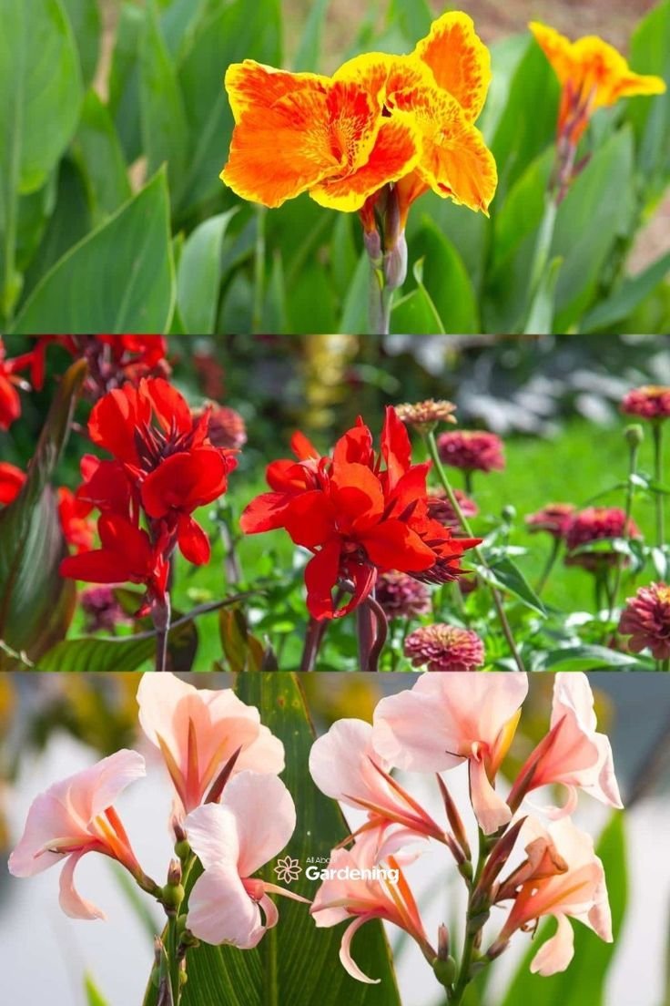 Canna Lily Types: Popular Varieties and Colors