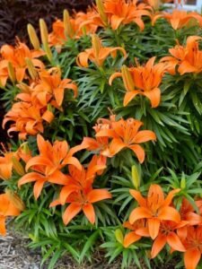 Orange Lilies: Popular Varieties, Flower Colours, and Garden Characteristics