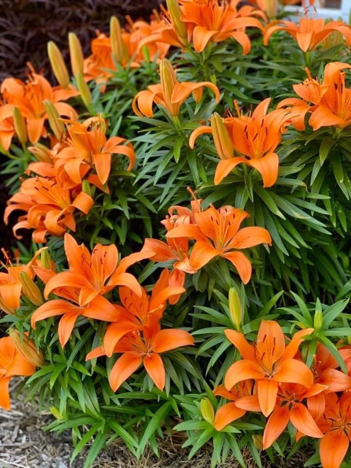 Orange Lilies: Popular Varieties, Flower Colours, and Garden Characteristics