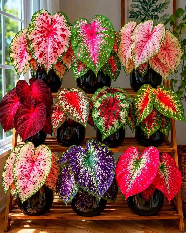 Rex Begonia Varieties: Names, Leaf Colours, Patterns, and Characteristics