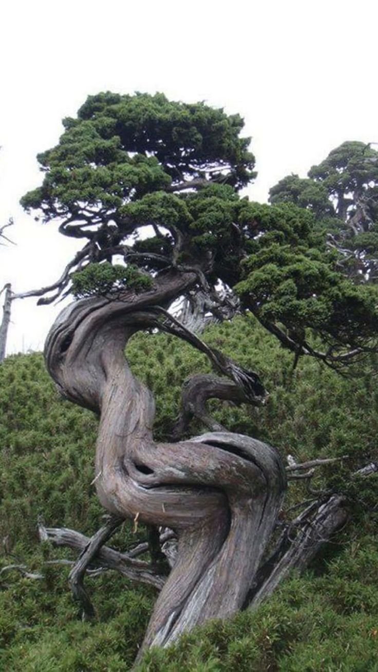 Twisted Trees: Understanding Trees with Curved, Twisting, and Wavy Branches