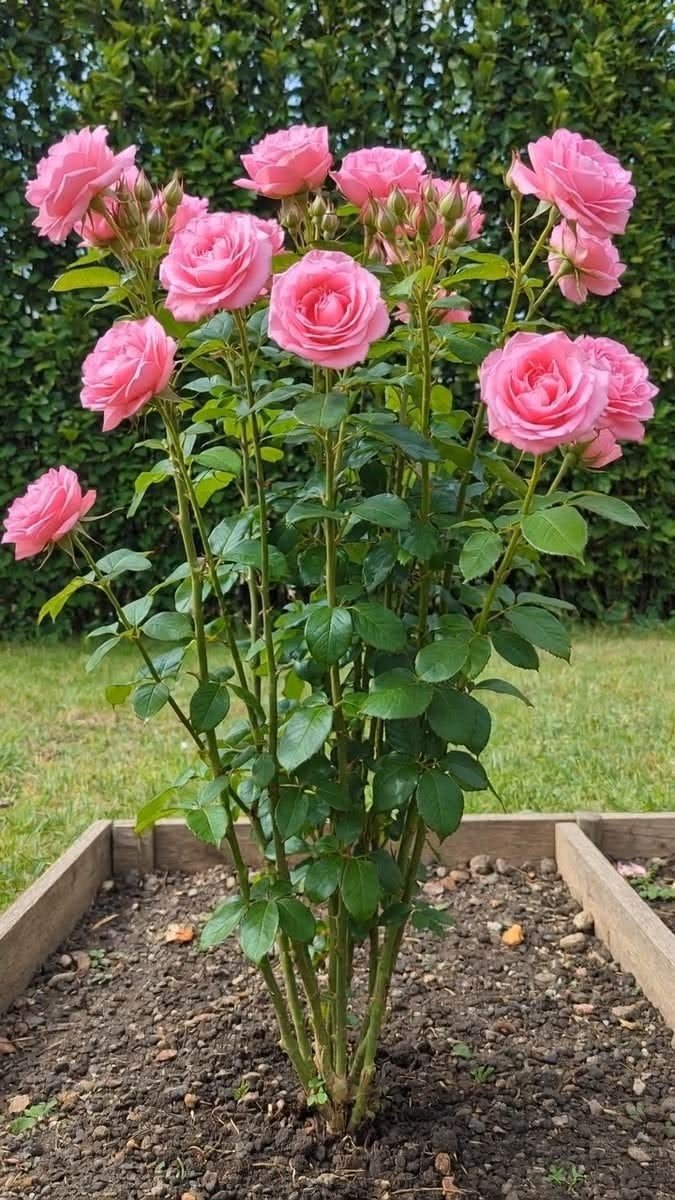 are rose plants perennial, are roses perennial, are rose bushes perennials, roses are perennials, are roses perennials, are roses perennial flowers, are roses annual or perennial, are roses annuals or perennials, are all roses perennials, do rose bushes come back every year, rose plant lifespan, perennial rose plants, perennial rose bushes, rose bush care, growing roses, rose plant life cycle, rose flowering season, rose varieties, hybrid tea roses, floribunda roses, climbing roses, shrub roses, miniature roses, rose winter care, rose dormancy, rose plants in winter, rose growing conditions, rose planting tips, rose soil requirements, rose watering, rose pruning, rose diseases, hardy roses, gardening in the USA, gardening in the UK