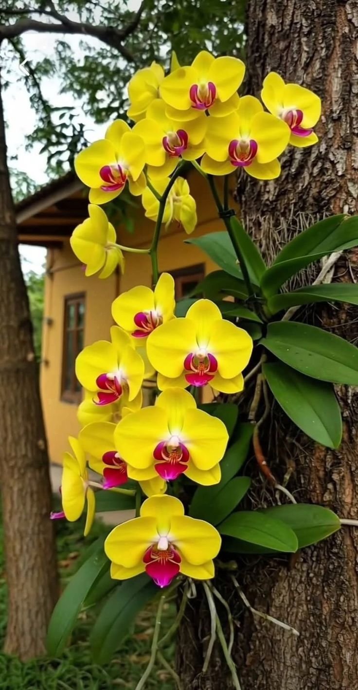 Orchids