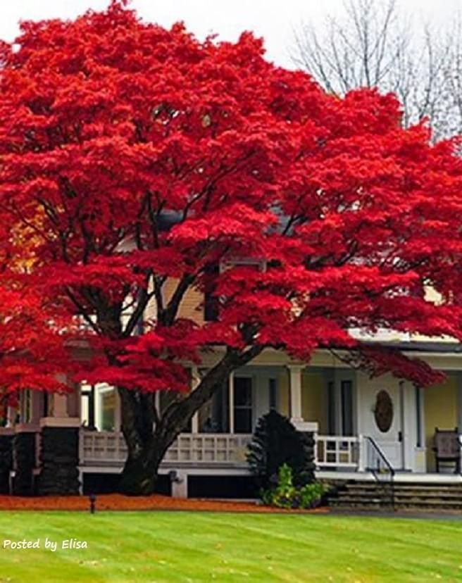 Trees with Red Leaves: Popular Varieties, Foliage Colours, and Seasonal Beauty