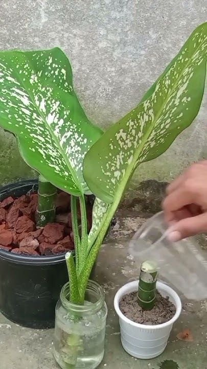 Dieffenbachia Propagation: Rooting, Stem Cuttings, and Growing New Plants