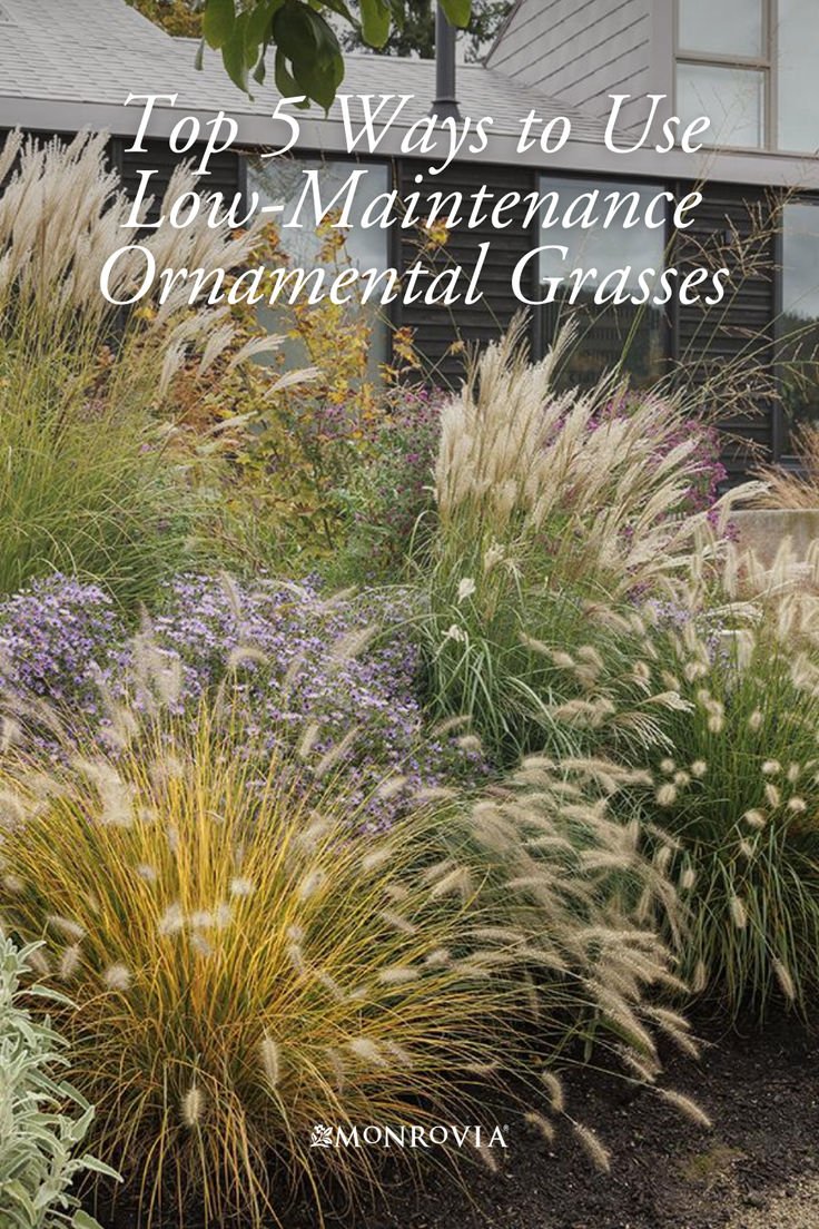 Low Growing Ornamental Grasses for Borders, Garden Edges, and Small Landscapes
