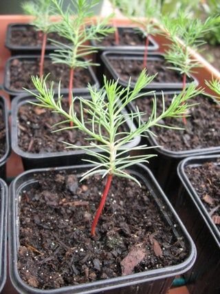 Sequoia Sempervirens: Growth, Seedlings, Planting, and Giant Sequoia Trees