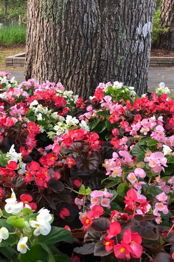 Are Begonias Perennials? Understanding Their Lifespan and Growing Habits