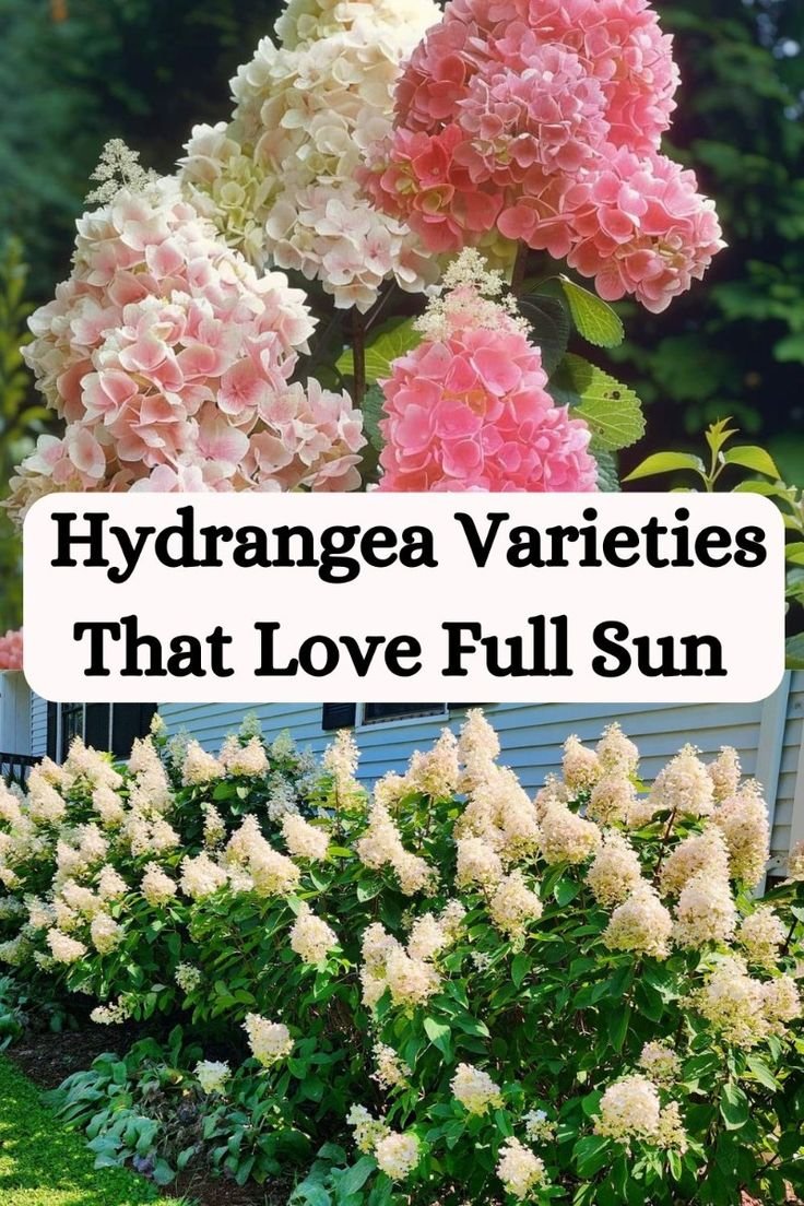 Full Sun Hydrangea: Best Varieties for Sunny Gardens