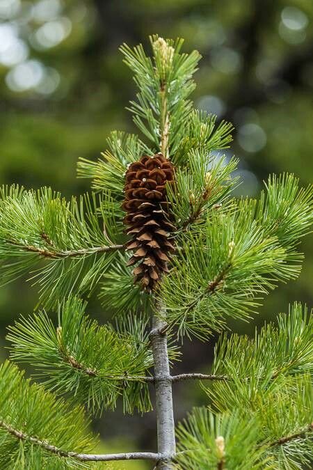 Pine Tree Pictures: Common Species, Identification Features, and Pinecone Types