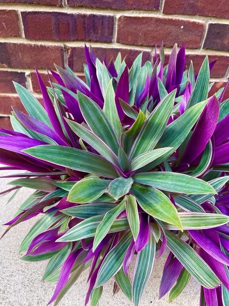Plant with Purple Leaves: Popular Varieties for Indoor and Outdoor Spaces