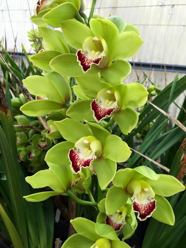 Cymbidium Orchid: Flower Characteristics, Varieties, and Growing Habits