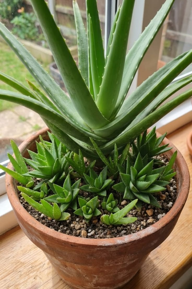 Is Aloe Vera a Cactus? Key Differences Explained